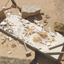 Dig It Up! Tyrannosaurus Rex 3D Skeleton Excavation Kit