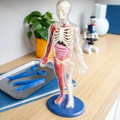 Human Body Model