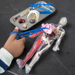 Human Body Model