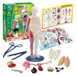Human Body Model