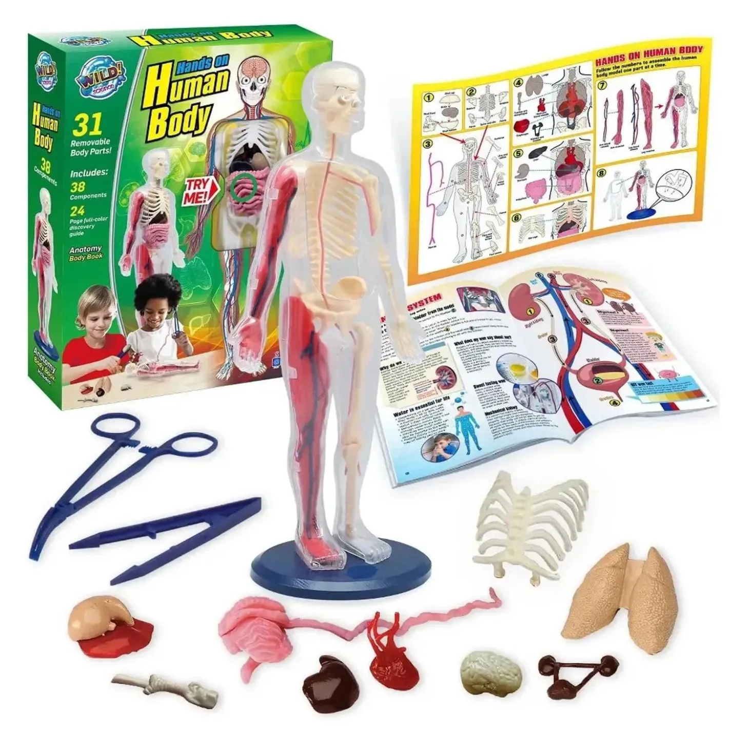 Human Body Model
