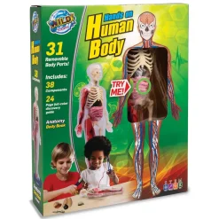 Human Body Model