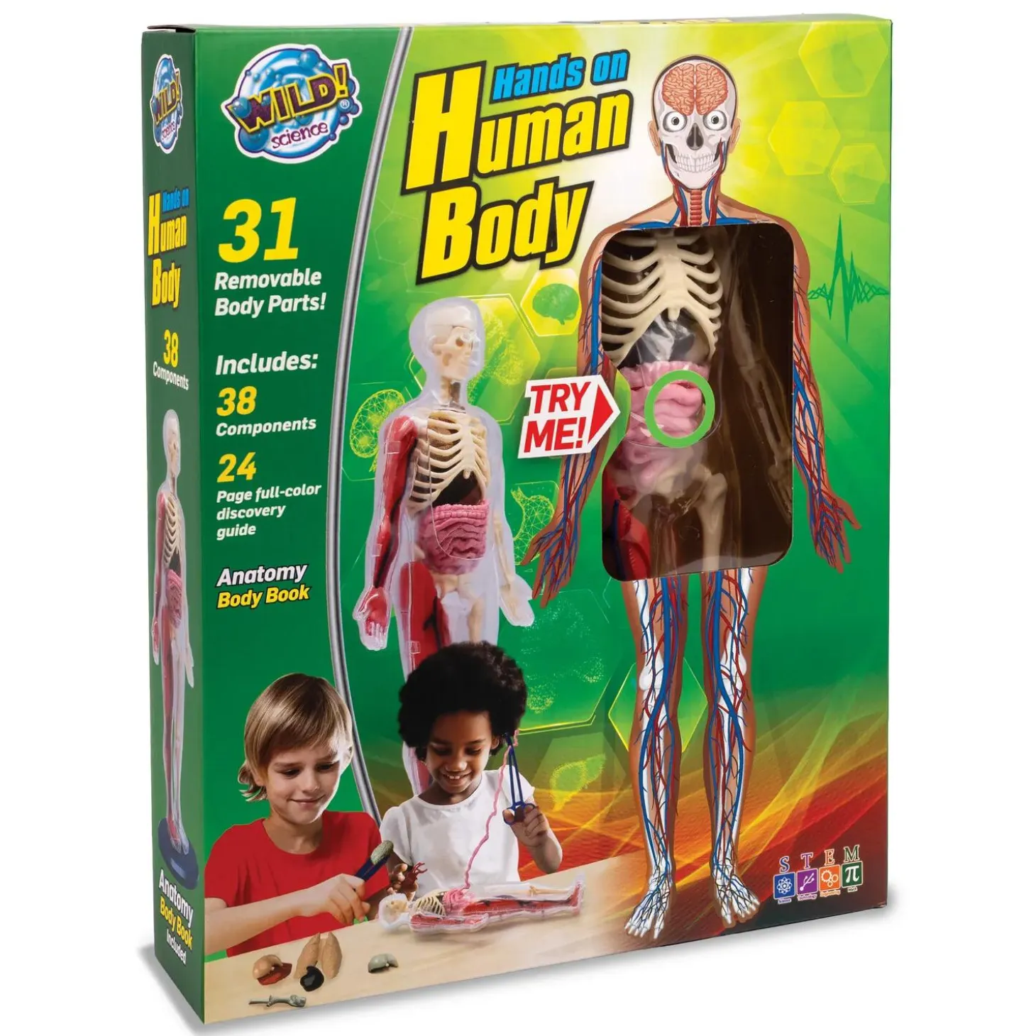 Human Body Model