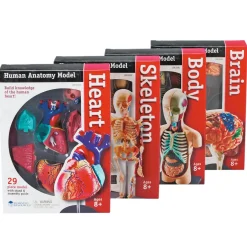 Learning Resources Model Anatomy Bundle Set Of 4
