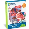 Learning Resources Model Brain Anatomy Model