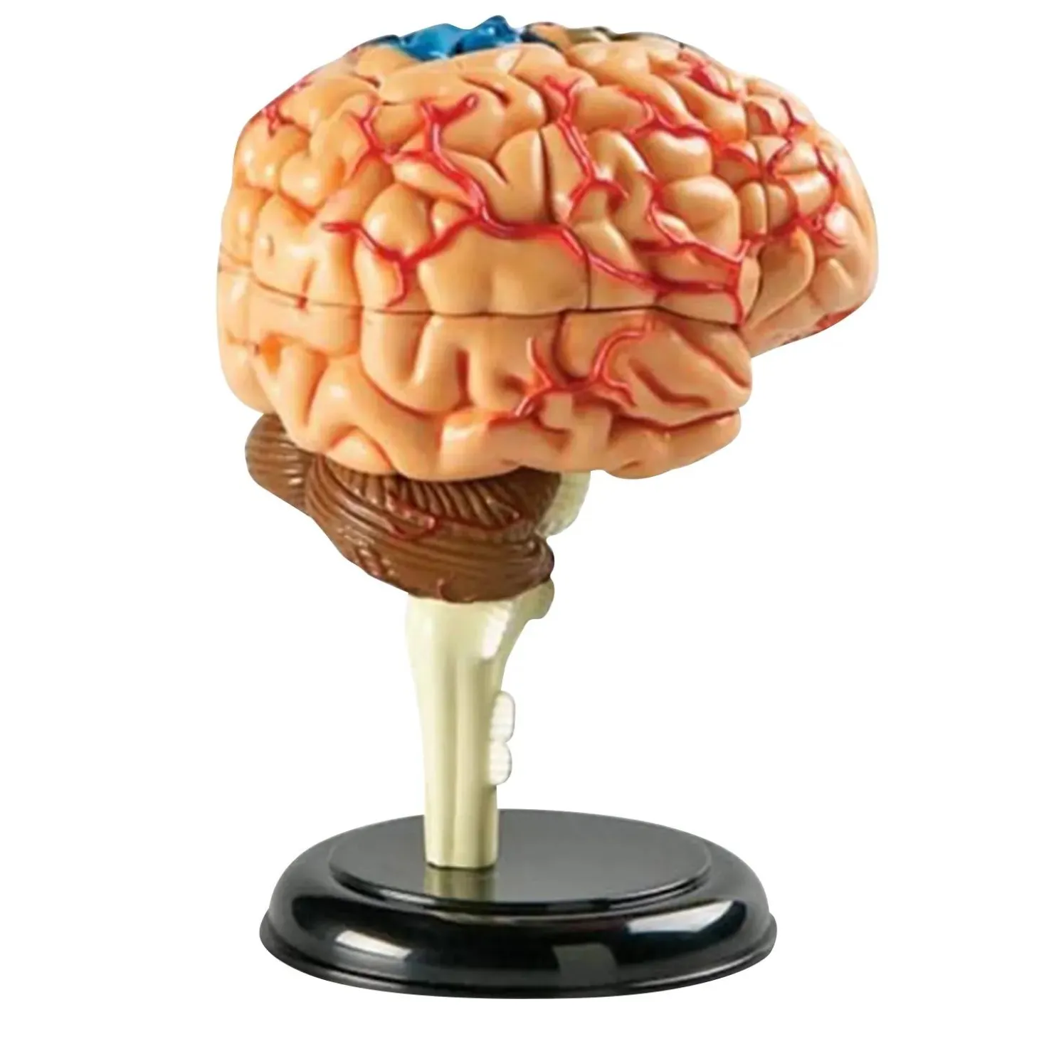 Learning Resources Model Brain Anatomy Model