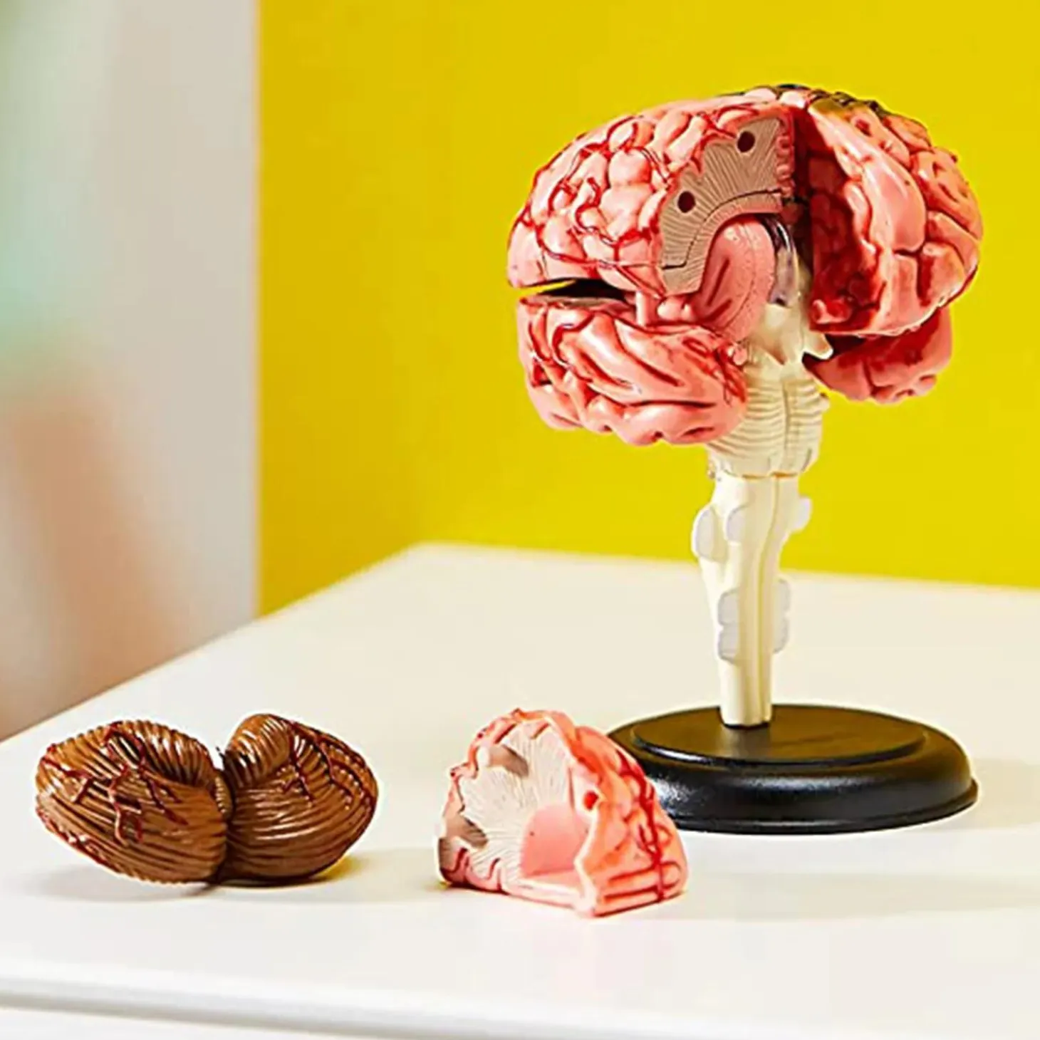 Learning Resources Model Brain Anatomy Model