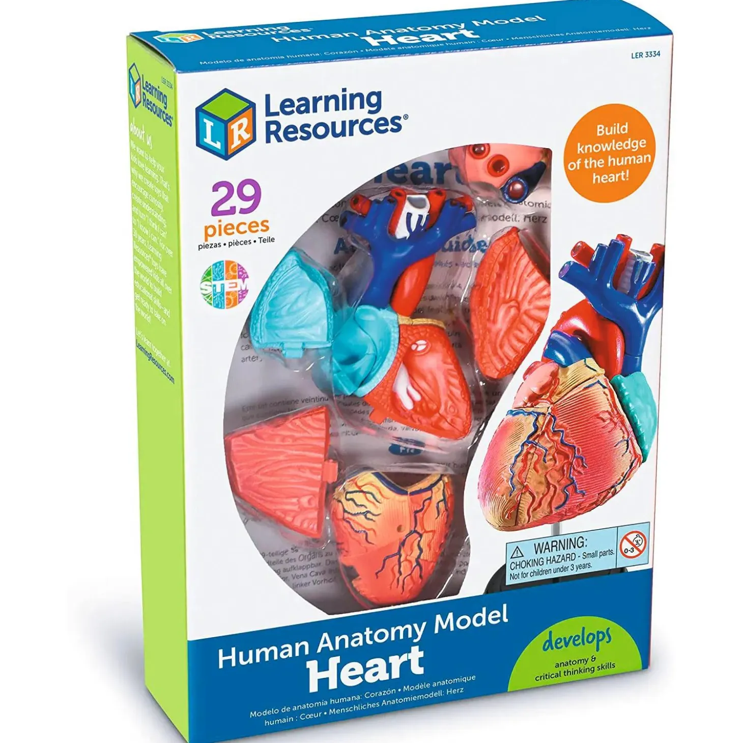 Learning Resources Model Heart Anatomy