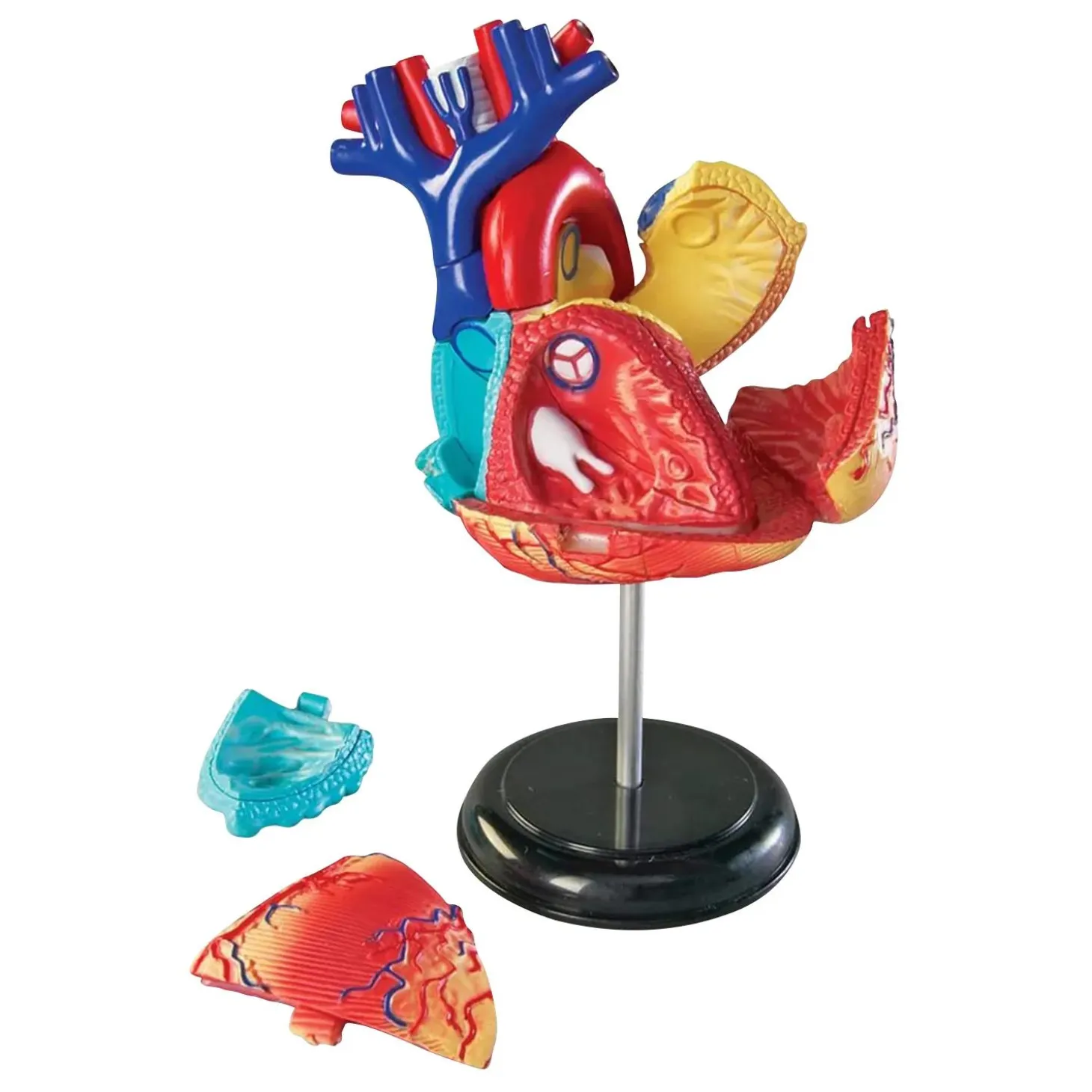 Learning Resources Model Heart Anatomy