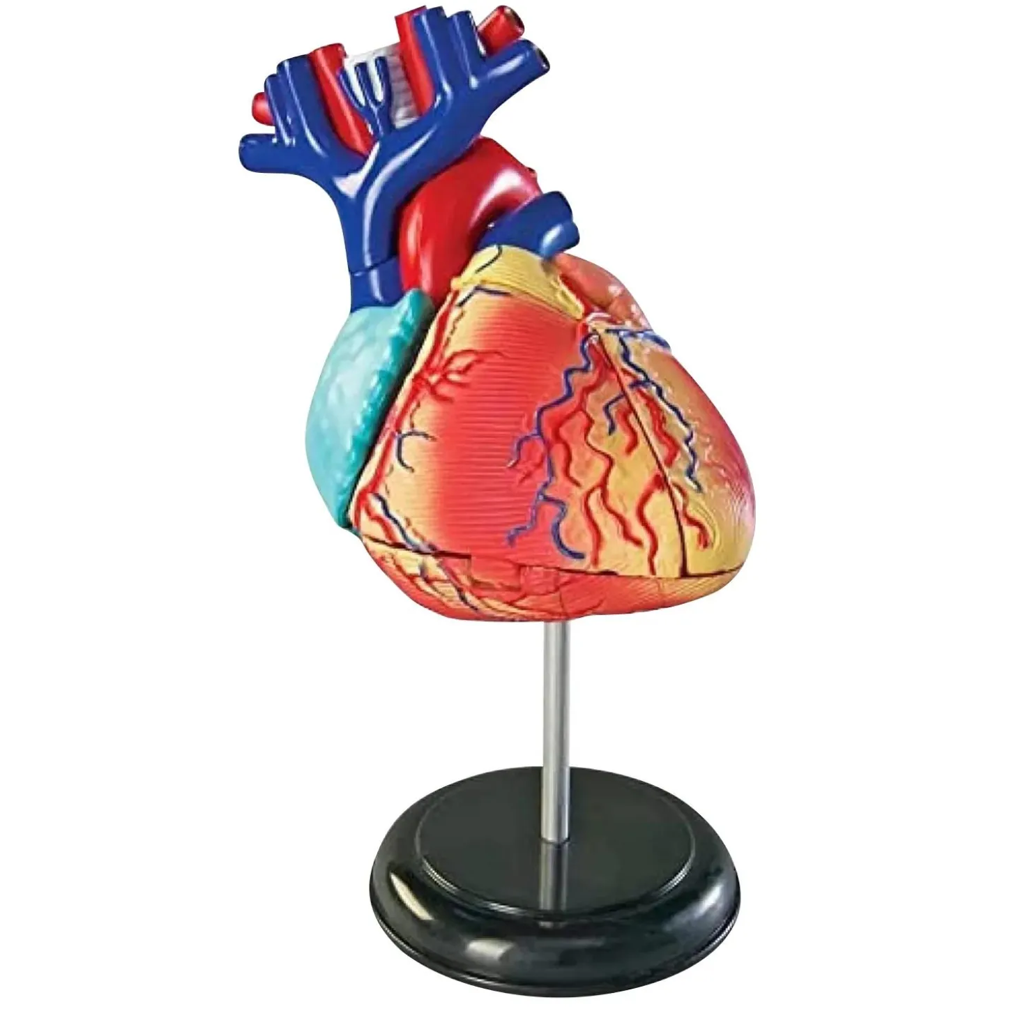 Learning Resources Model Heart Anatomy