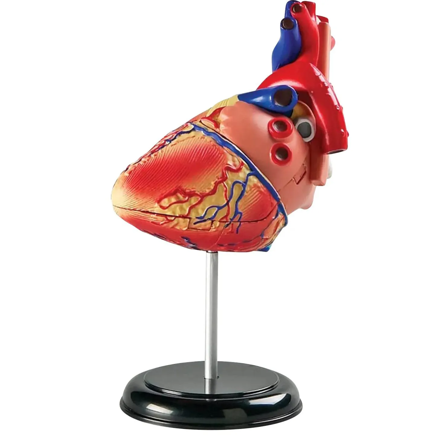 Learning Resources Model Heart Anatomy