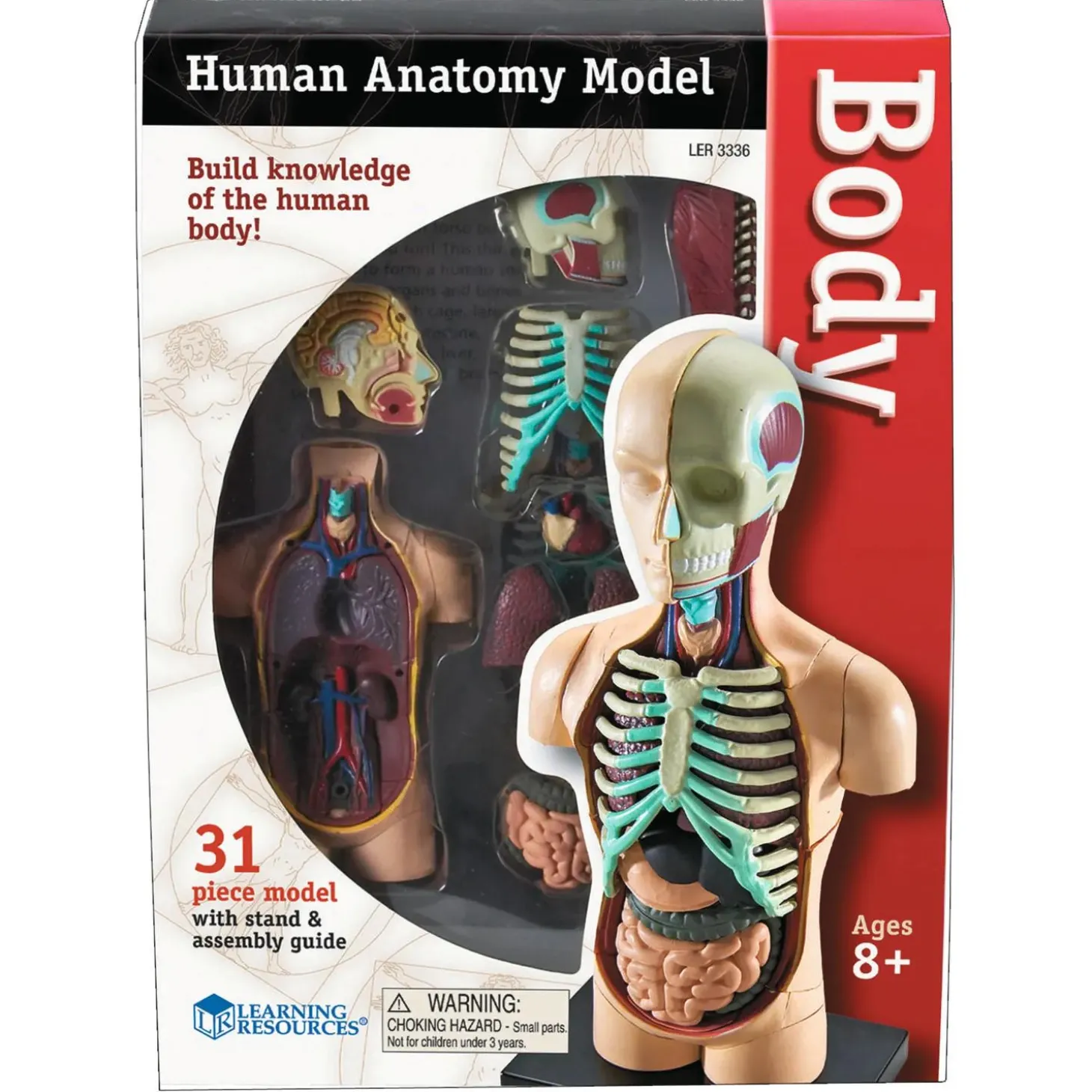 Learning Resources Model Human Body Anatomy